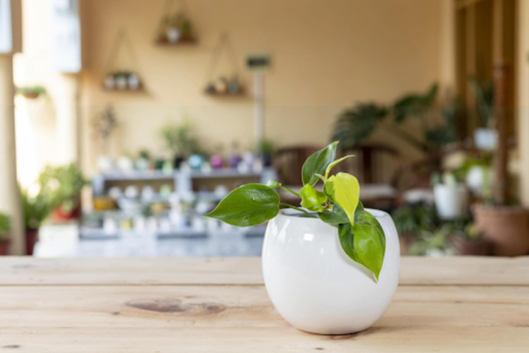 Exploring the Latest Trends in Ceramic Planter Styles