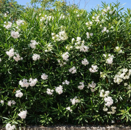 white oleander tree