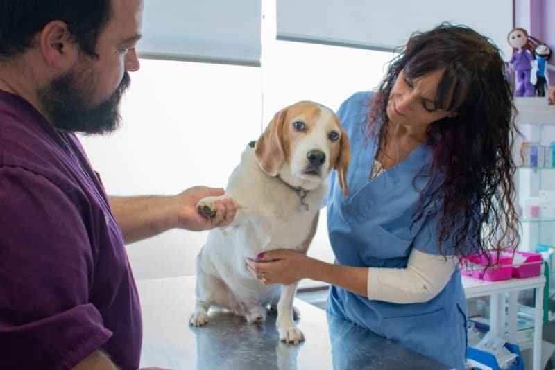 How Orthopedic Veterinary Surgeons Ensure Faster Recovery for Pets?