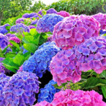 Hydrangea Plants for Sale
