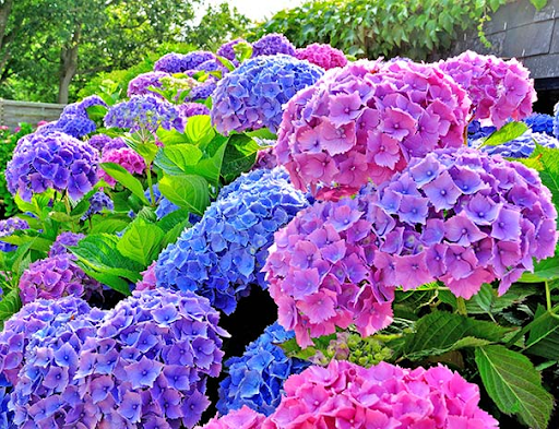 Hydrangea Plants for Sale