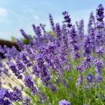 flowering bushes