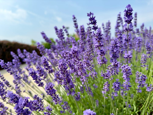 flowering bushes
