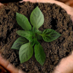 Fertilizer for Plants and Flowers