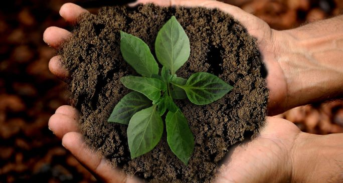 Fertilizer for Plants and Flowers