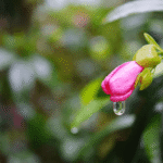 Monsoon Plants in India: The Complete Guide to Rainy Season Flowers and Foliage