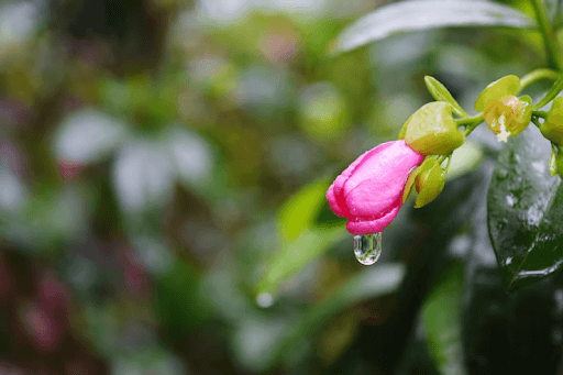 Monsoon Plants in India: The Complete Guide to Rainy Season Flowers and Foliage