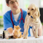 How Veterinary History Improves The Interpretation Of New Symptoms