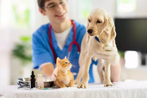 How Veterinary History Improves The Interpretation Of New Symptoms